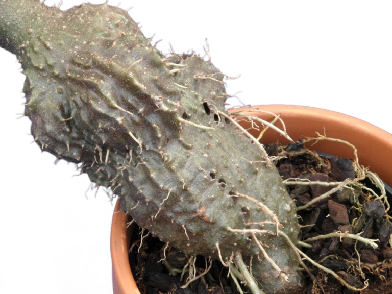 ExoticPlants Myrmecodia tuberosa