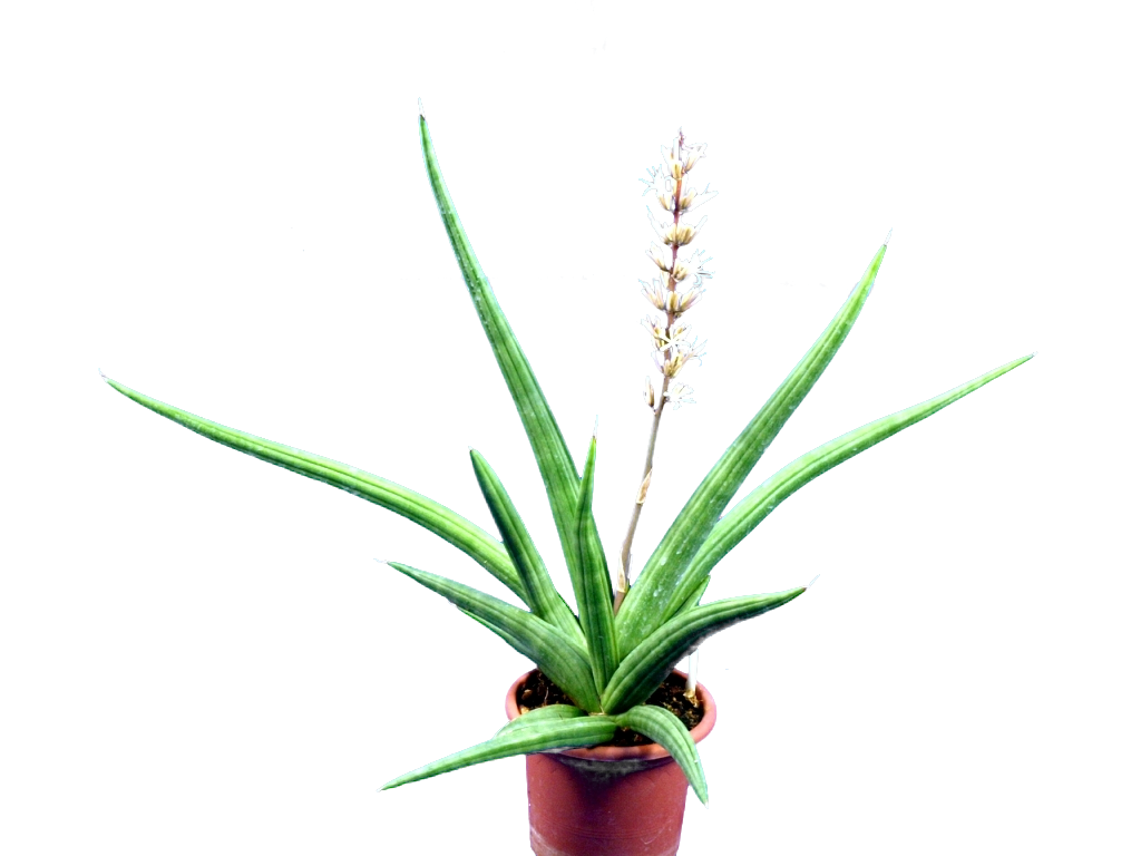 Sansevieria Ed Eby