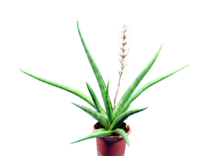 Sansevieria Ed Eby