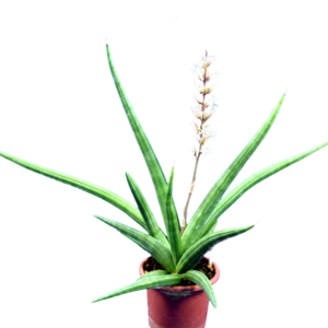 Sansevieria Ed Eby