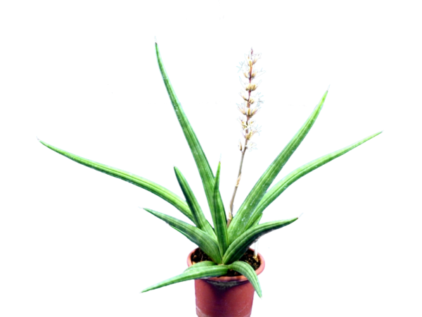 Sansevieria Ed Eby