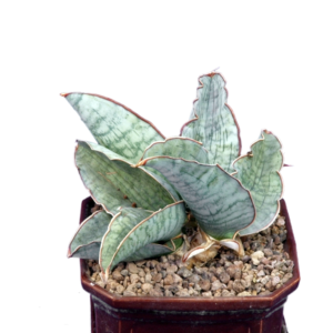 - Sansevieria