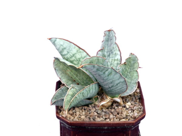 Sansevieria kirkii 'Silver Blue'