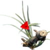 Tillandsia albertiana