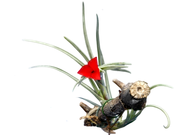 Tillandsia albertiana