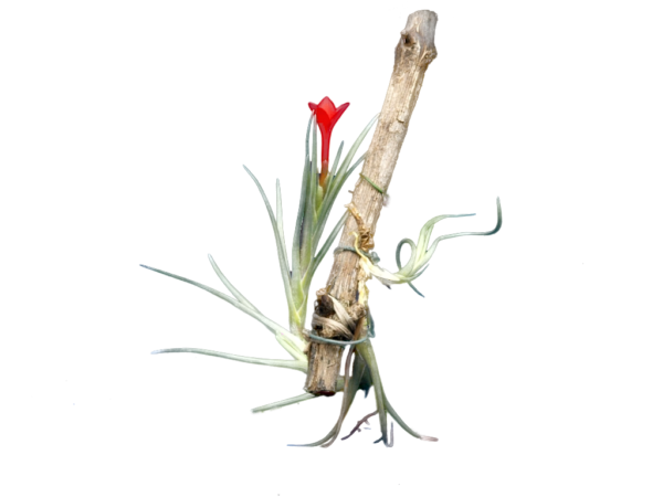 Tillandsia albertiana – Bild 2