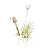Tillandsia cacticola