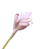 Tillandsia cacticola – Bild 2