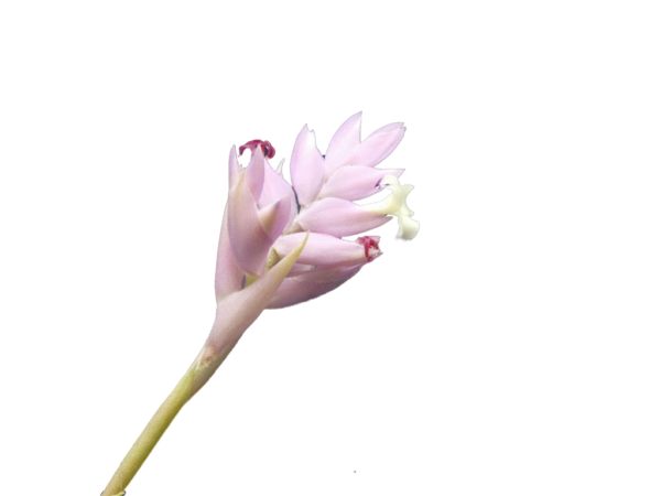 Tillandsia cacticola – Bild 2