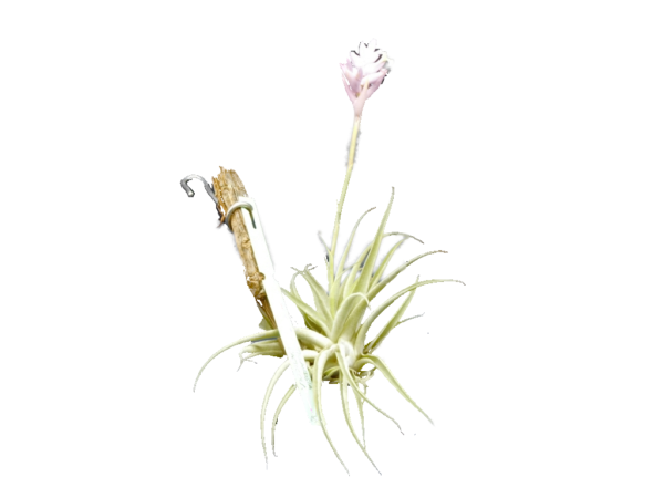 Tillandsia cacticola