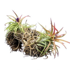 Tillandsie, Tillandsia