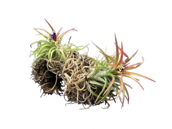 Tillandsie, Tillandsia