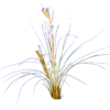 Tillandsia juncea