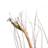 Tillandsia juncea – Bild 2