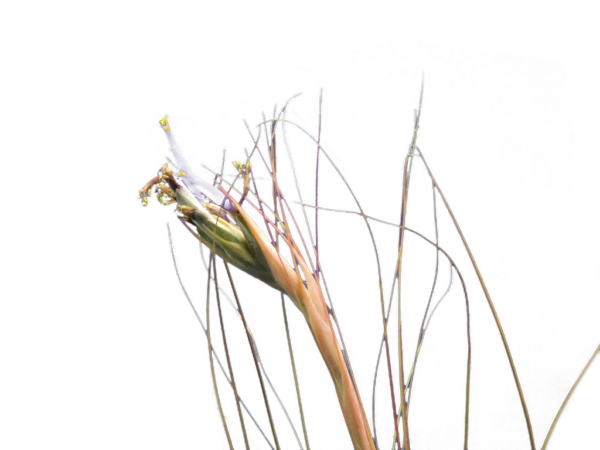 Tillandsia juncea – Bild 2