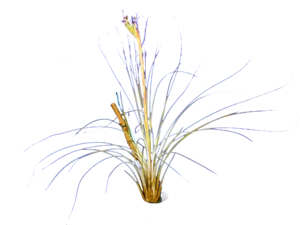 Tillandsia juncea