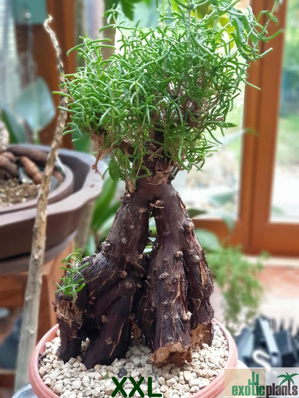 Mestoklema tuberosum – Bild 2