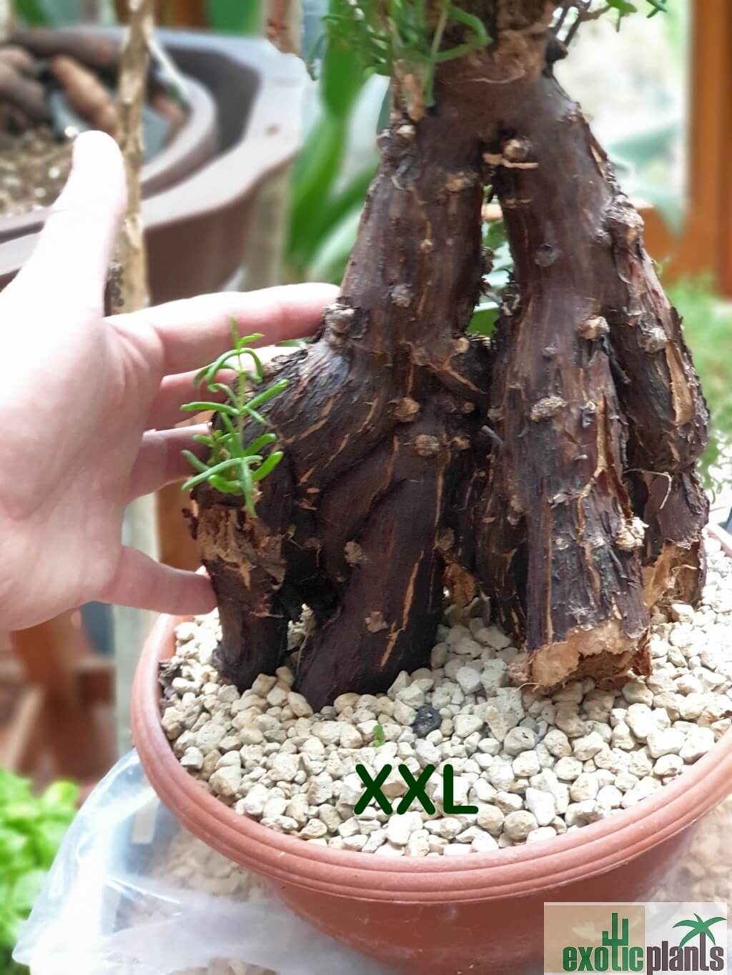 Mestoklema tuberosum – Bild 3