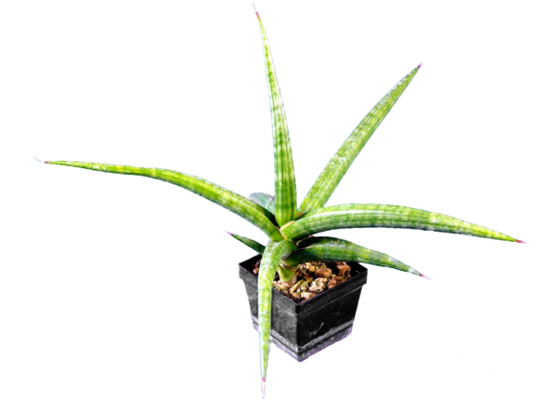 Sansevieria phillipsiae 'Kitonga'