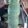 Sansevieria sp.