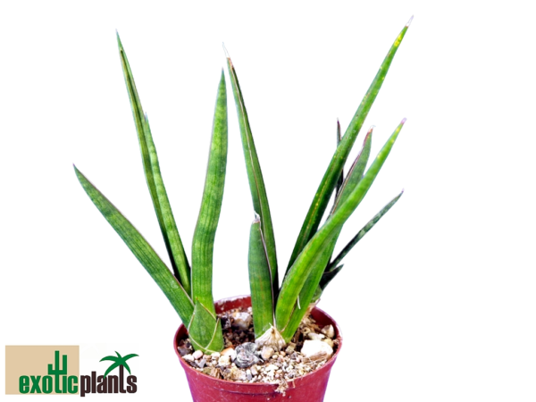 Sanseviera 'Koko'