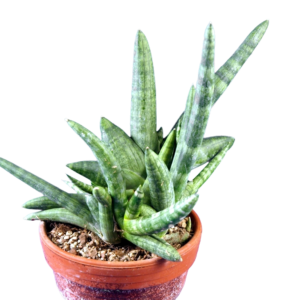 Sansevieria Boncel