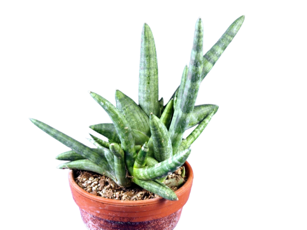 Sansevieria Boncel