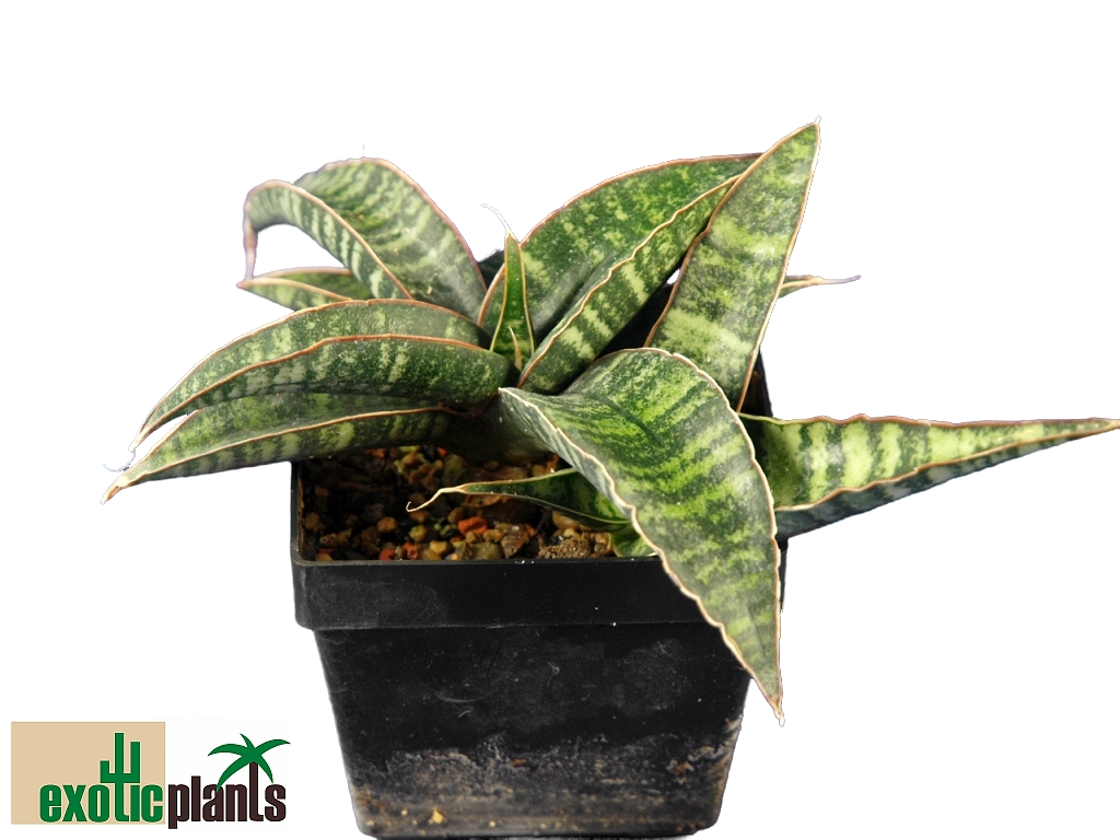 sansevieria bantel's Snake Plant main image 0
