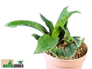 Sans. hyacinthoides