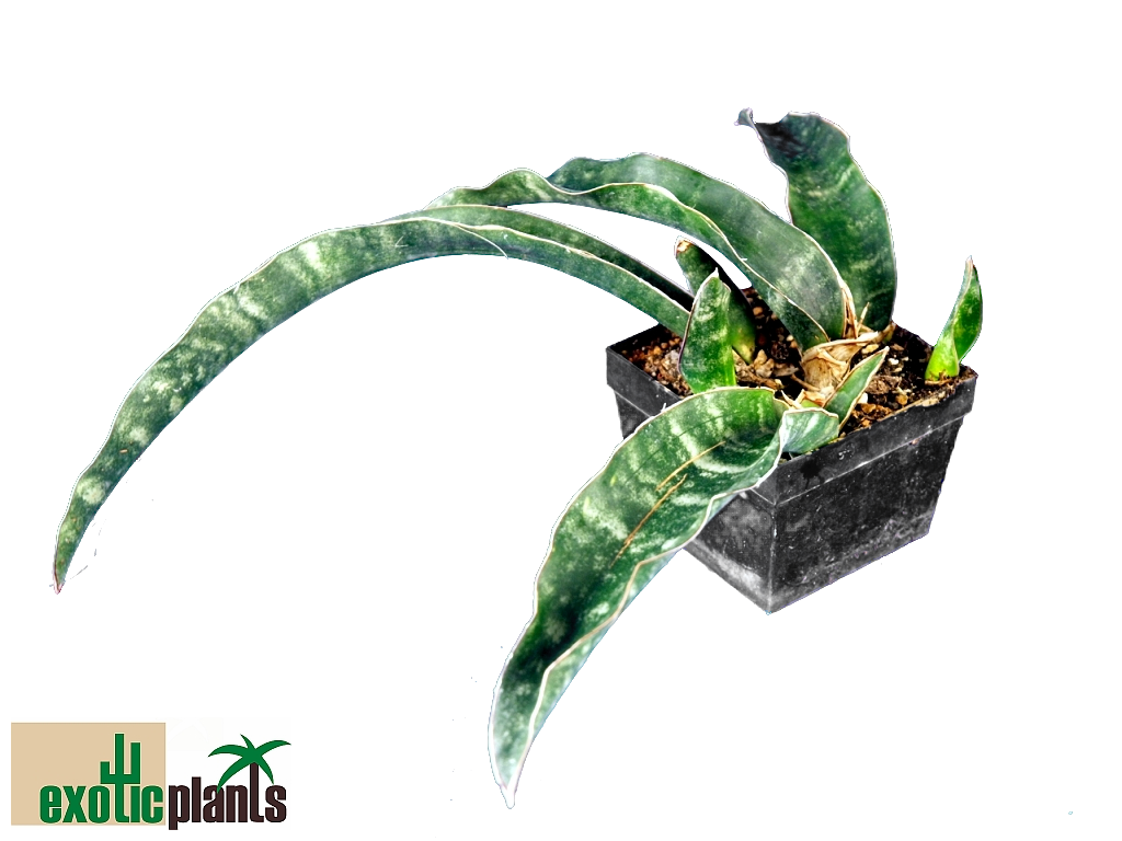 Sansevieria kirkii (Pf 0061) - ExoticPlants - Spezialist fr exotische  Pflanzen in sterreich