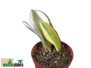 Sansevieria masoniana variegated