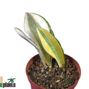 Sansevieria masoniana variegated