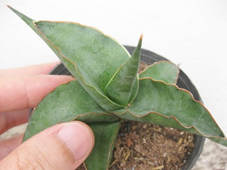 Sansevieria perrotii Kultivar