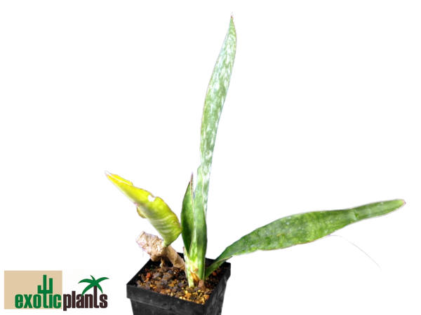 Sansevieria raffillii