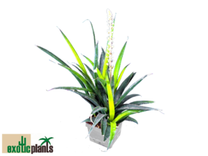 Sans.robusta variegated