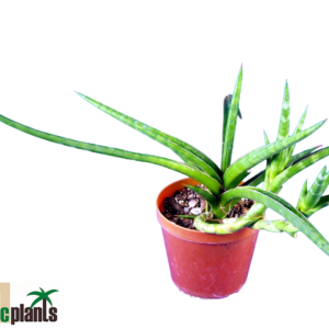 Sansevieria Pf107