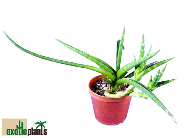 Sansevieria Pf107