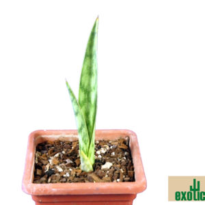 Sansevieria Specks No. 21124