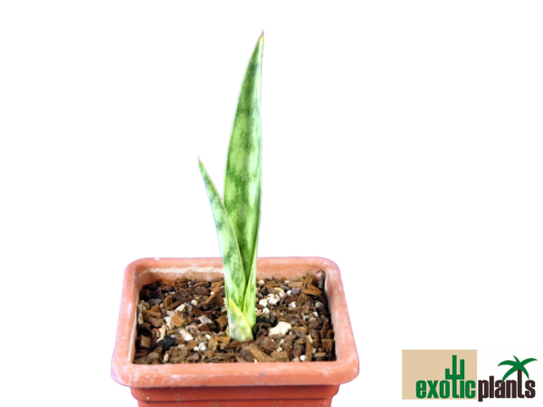 Sansevieria Specks No. 21124