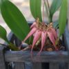 Cirrhopetalum 'Elizabeth Ann Buckleberry'