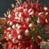 Karoo Lily