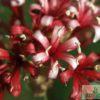 Karoo Lily flowers