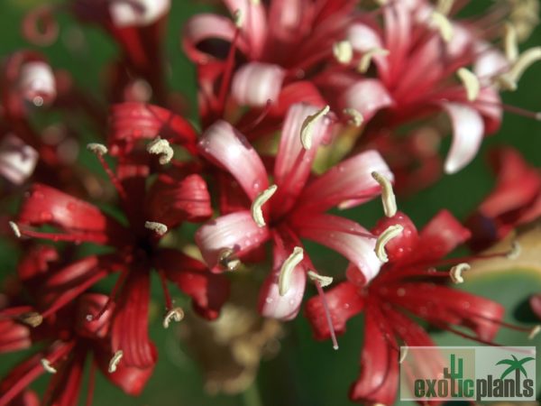 Karoo Lily flowers