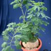 Adenia glauca – Bild 2