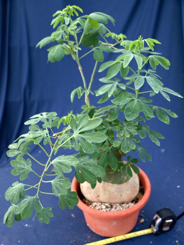 Adenia glauca – Bild 2