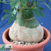 Adenia glauca