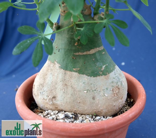 Adenia glauca