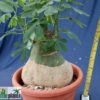 Adenia glauca – Bild 7