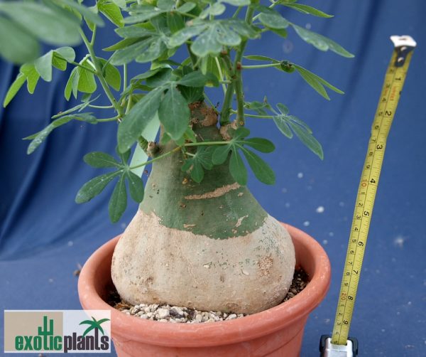 Adenia glauca – Bild 7