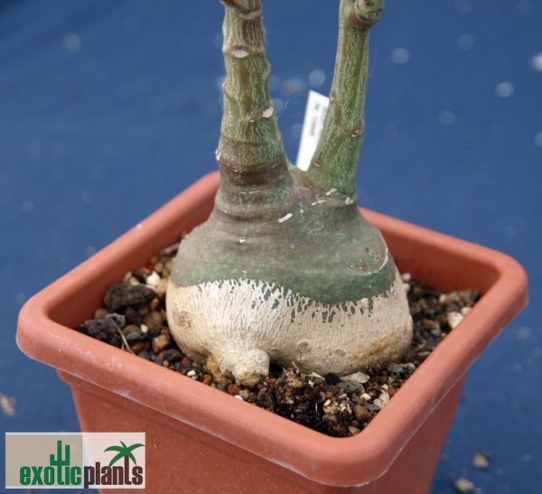 Adenia glauca – Bild 4